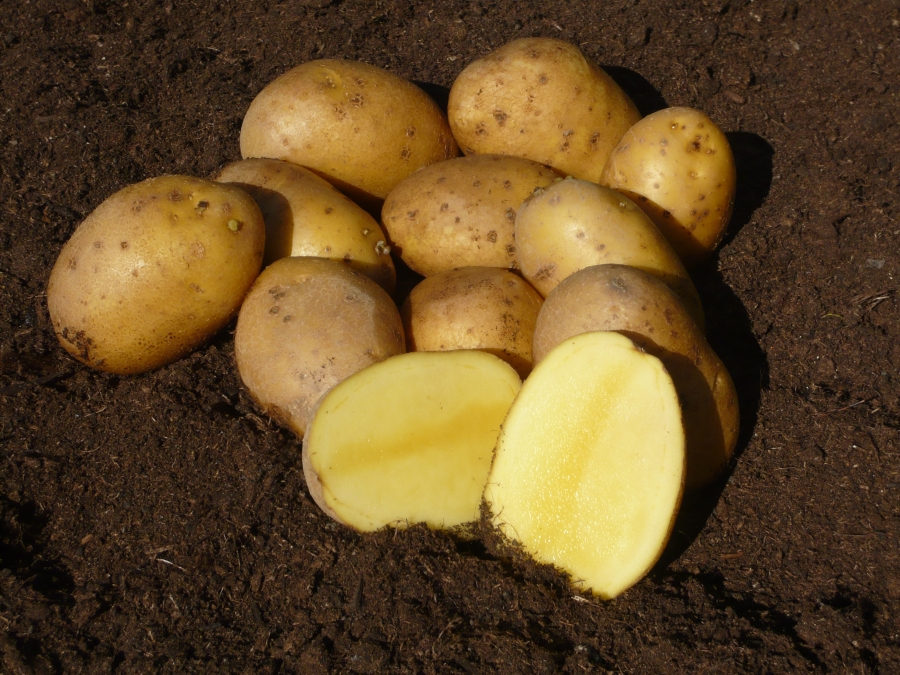 Zemiaky AGRIA - Sadbové zemiaky.sk - zemiaky na sadenie, objednávky, rozvoz