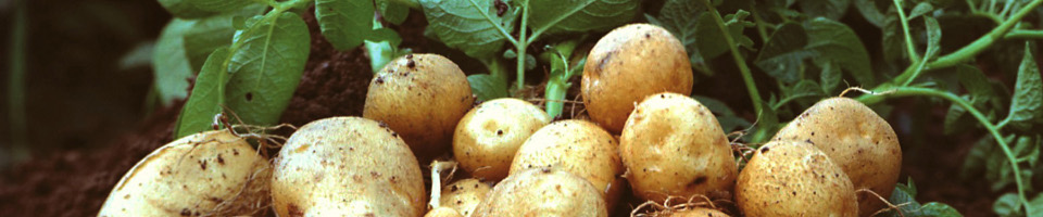 Odrody zemiakov - Sadbové zemiaky.sk - zemiaky na sadenie, objednávky, rozvoz