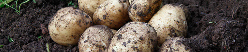 Časté otázky - Sadbové zemiaky.sk - zemiaky na sadenie, objednávky, rozvoz